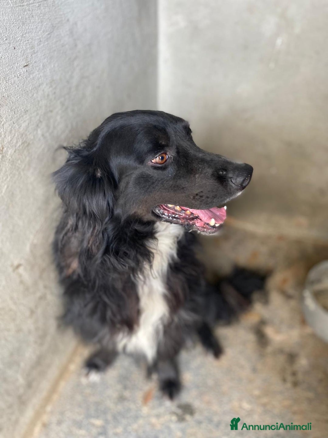 Meticcio cani in regalo: PRINCE occhi belli cerca casa - 7 anni  a Provincia di Latina - Annuncio 5