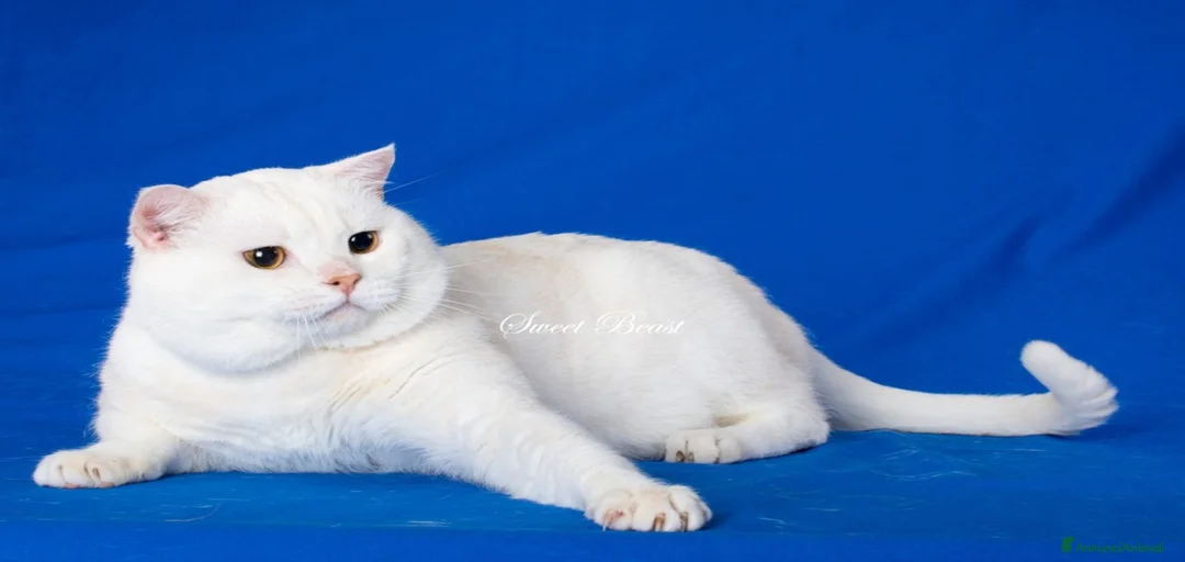 Immagine della galleria {{count}}