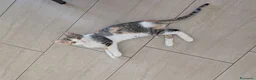 Altre razze gatti in regalo: Una casa per Misha - Annuncio 4