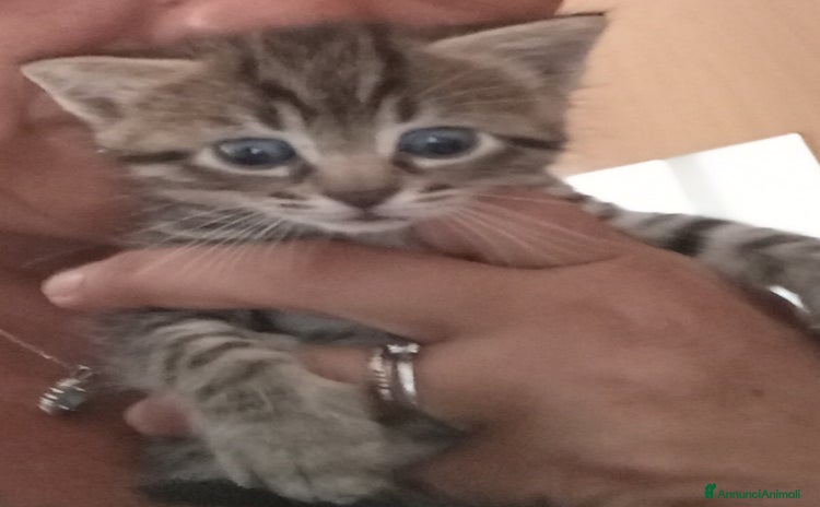 Bengala gatti a Provincia di Como - Annuncio 2