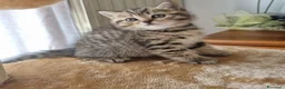 British gatti in vendita: British shorthair  a Città metropolitana di Milano - Annuncio 4