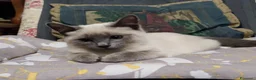 Thai gatti in vendita: Stupendi Thai - Annuncio 3