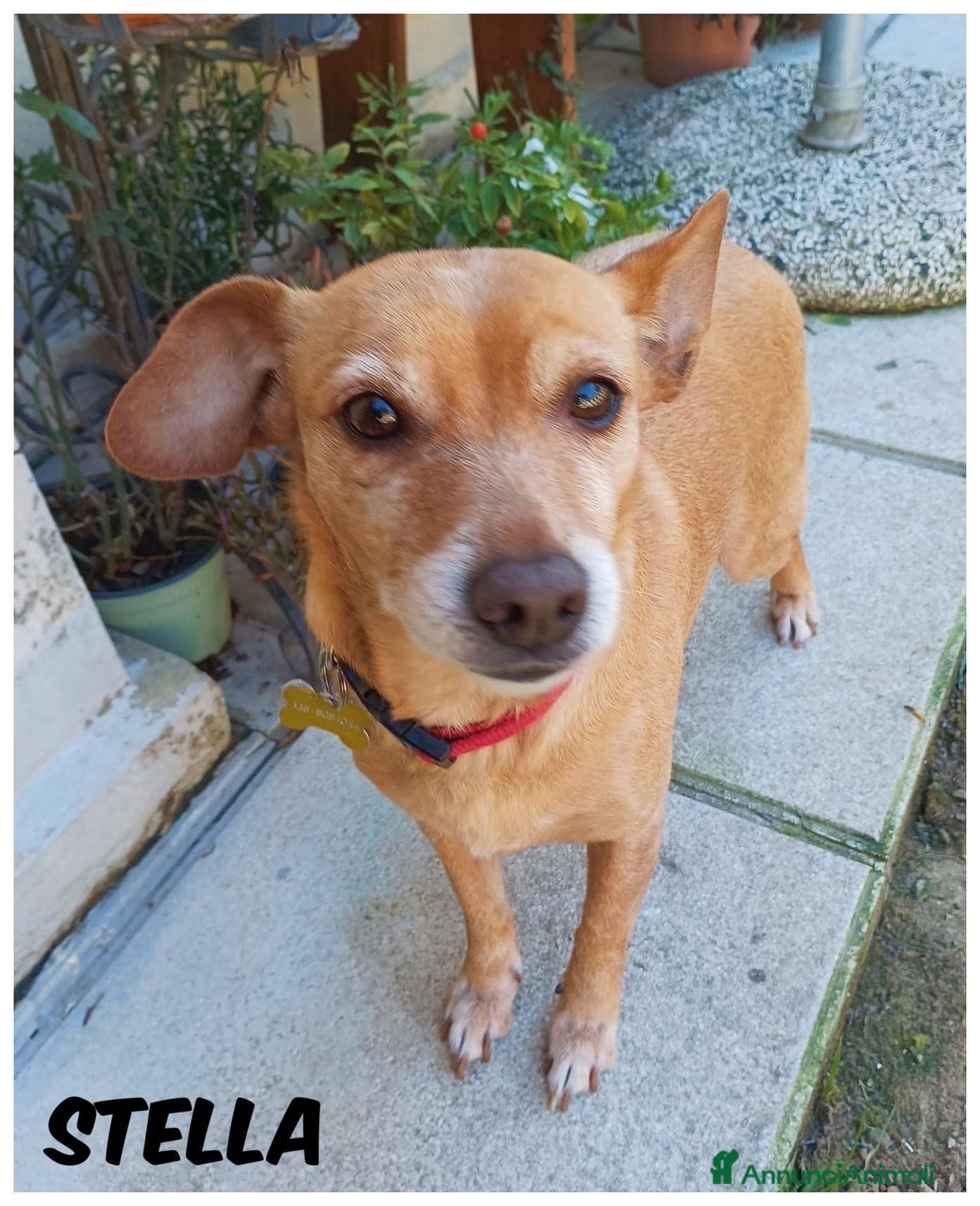 Meticcio cani Stella dolcissima cagnolina taglia piccola  - Annuncio 7
