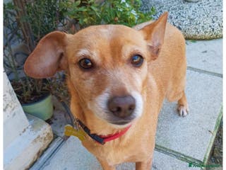 Meticcio cani Stella dolcissima cagnolina taglia piccola - Annuncio 7