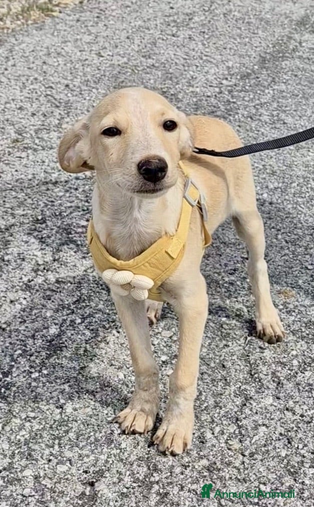 Meticcio cani in regalo: Ivory - Annuncio 4