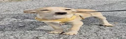 Meticcio cani in regalo: Ivory a Provincia di Savona - Annuncio 1