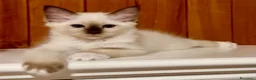 Sacro di Birmania gatti in vendita: Cuccioli Sacro di Birmania seal point con pedigree - Annuncio 4