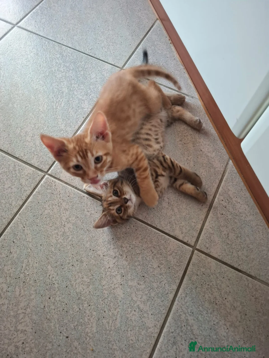Altre razze gatti in regalo: CERCANO CASA 🏡  - Annuncio 1