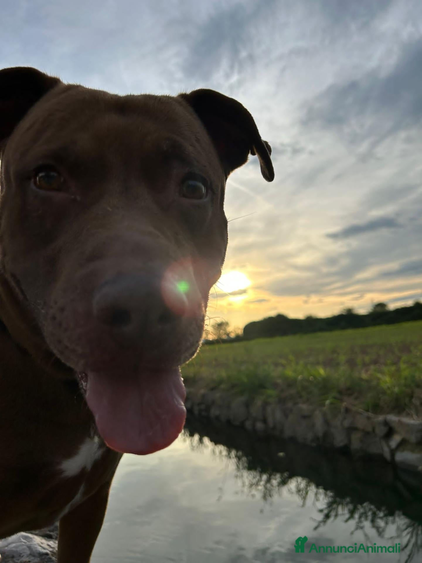 Meticcio cani blitz  - Annuncio 11