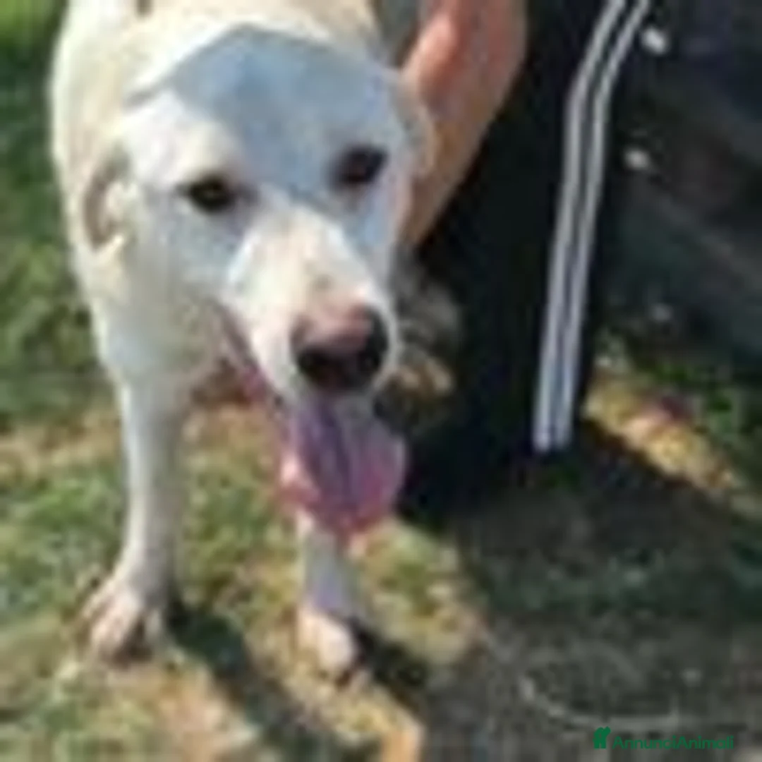 Labrador cani in regalo: Boston, simil labrador dagli occhi dolcissimi a Provincia di Latina - Annuncio 9