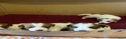 Jack Russell cani in vendita: Cuccioli Jack Russel Terrier Alta genealogia  - Annuncio 4