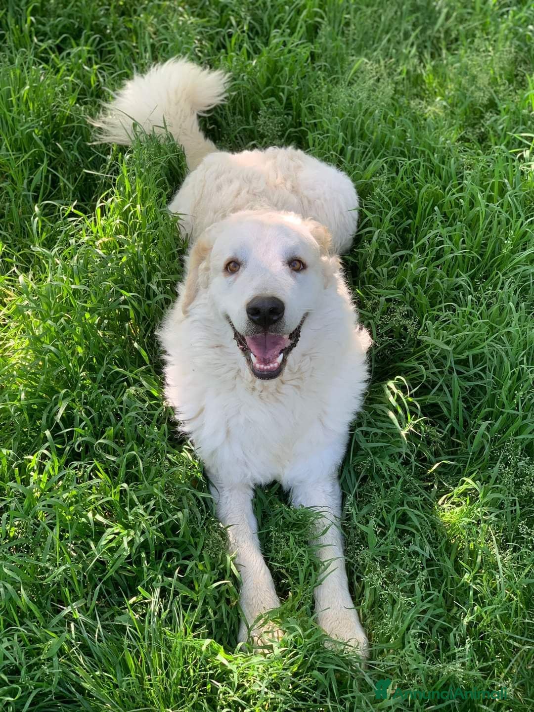 Pastore Maremmano cani in regalo: NICKY il gigante più buono!! a Città Metropolitana di Firenze - Immagine 5