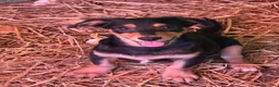 Meticcio cani in regalo: FELIX, il più simpatico del rifugio! TG PICCOLA - Annuncio 4