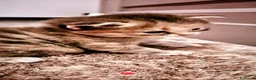 Siberiano gatti in vendita: Cucciole siberiane a Città Metropolitana di Genova - Annuncio 4