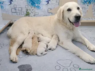 Golden Retriever cani Cuccioli Golden retriever - Annuncio 1