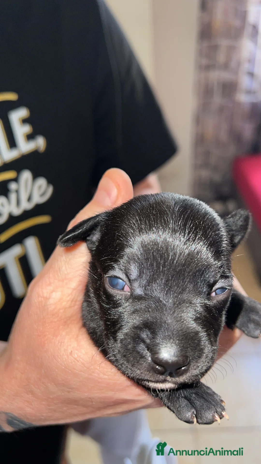 Staffordshire cani in vendita: Staffordshire bull terrier  - Annuncio 3