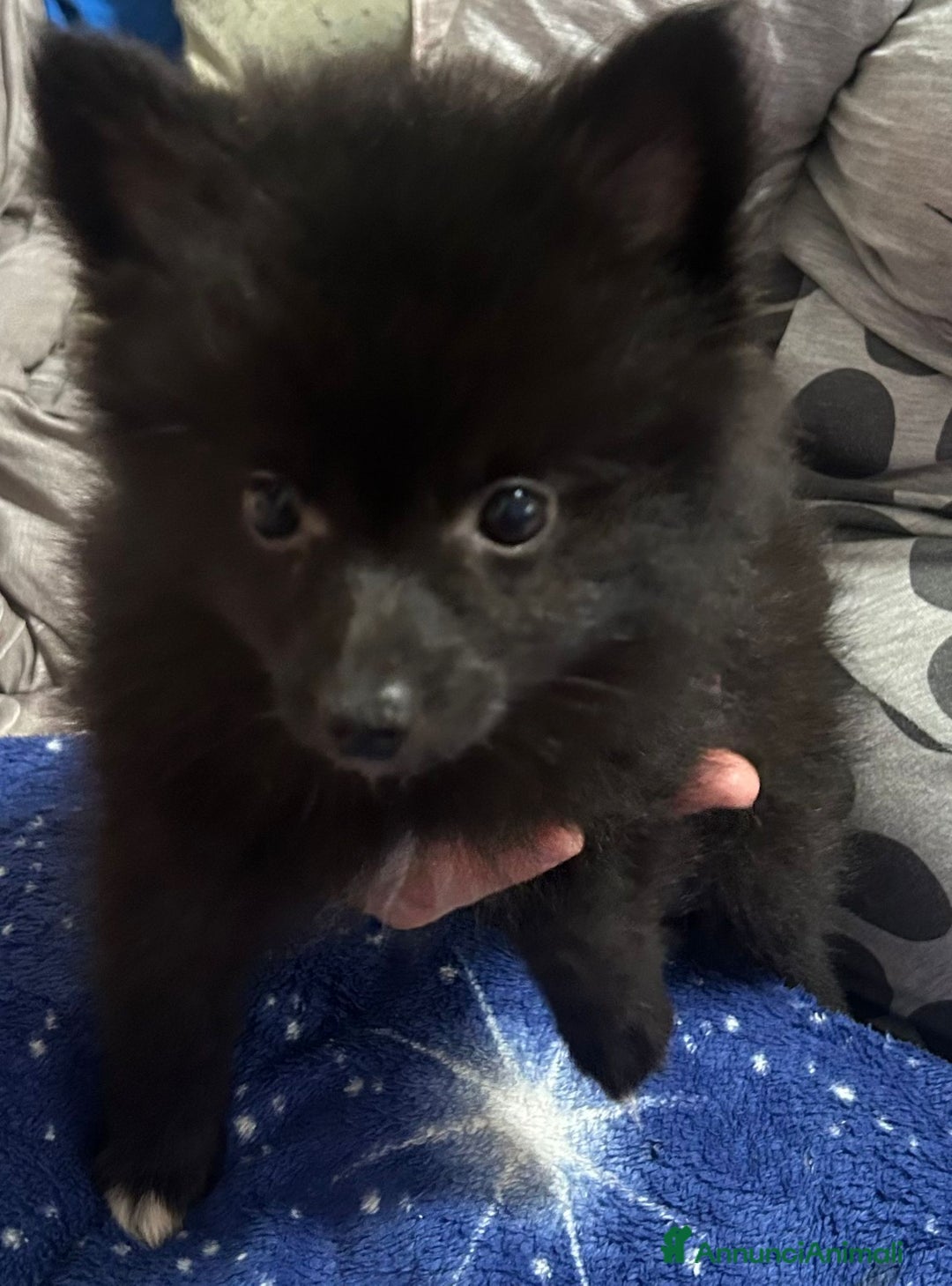 Spitz cani in vendita: Vendo cucciolo di spitz tedesco maschio  - Annuncio 3