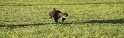 Pitbull cani in vendita: Cuccioli Pit Bull con pedigree anche a rate - Annuncio 18