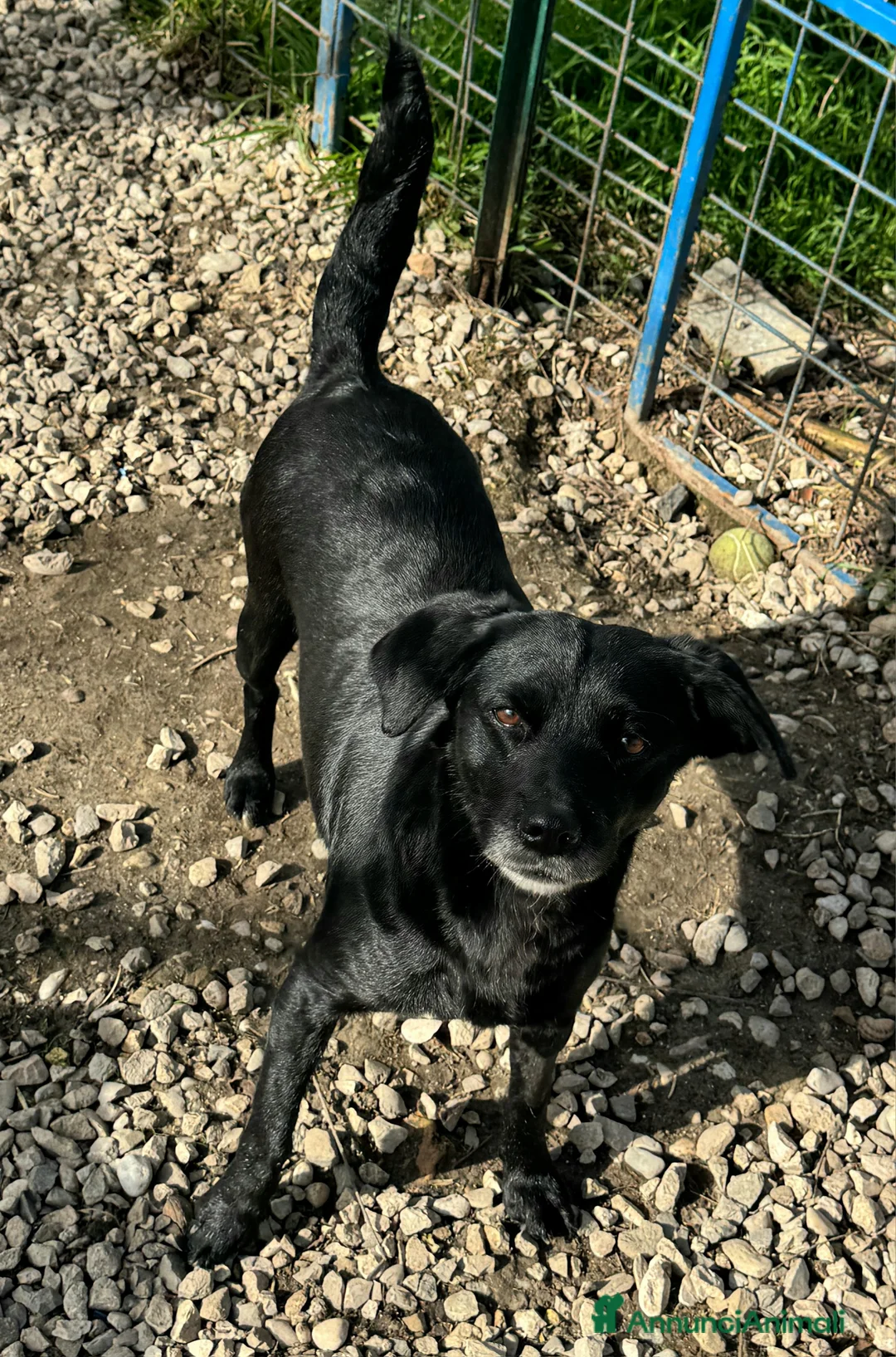 Meticcio cani in regalo: Monica 3 anni Taglia piccola  - Annuncio 6