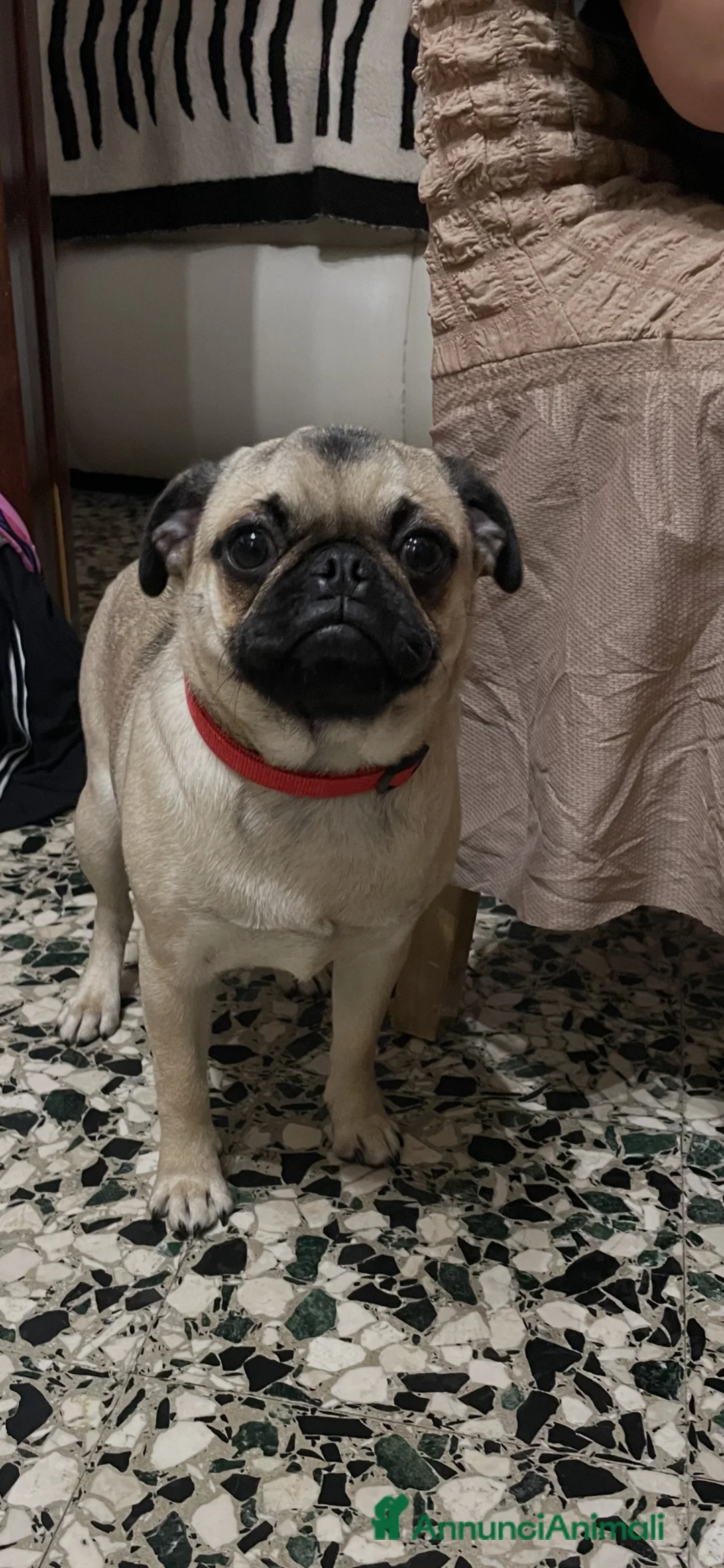 Carlino cani in vendita: Carlino femmina - Annuncio 1