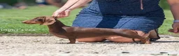 Bassotto Nano cani in vendita: Bassotto tedesco nano pelo corto choco e neri - Annuncio 7