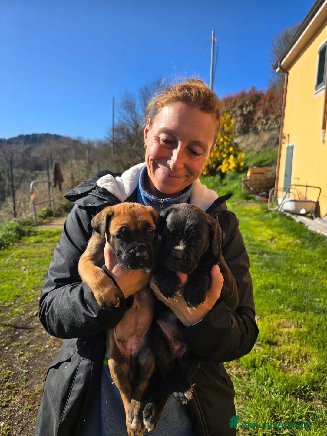 Cane Corso cani in vendita: Meravigliosi cuccioli di Cane Corso  - Annuncio 10