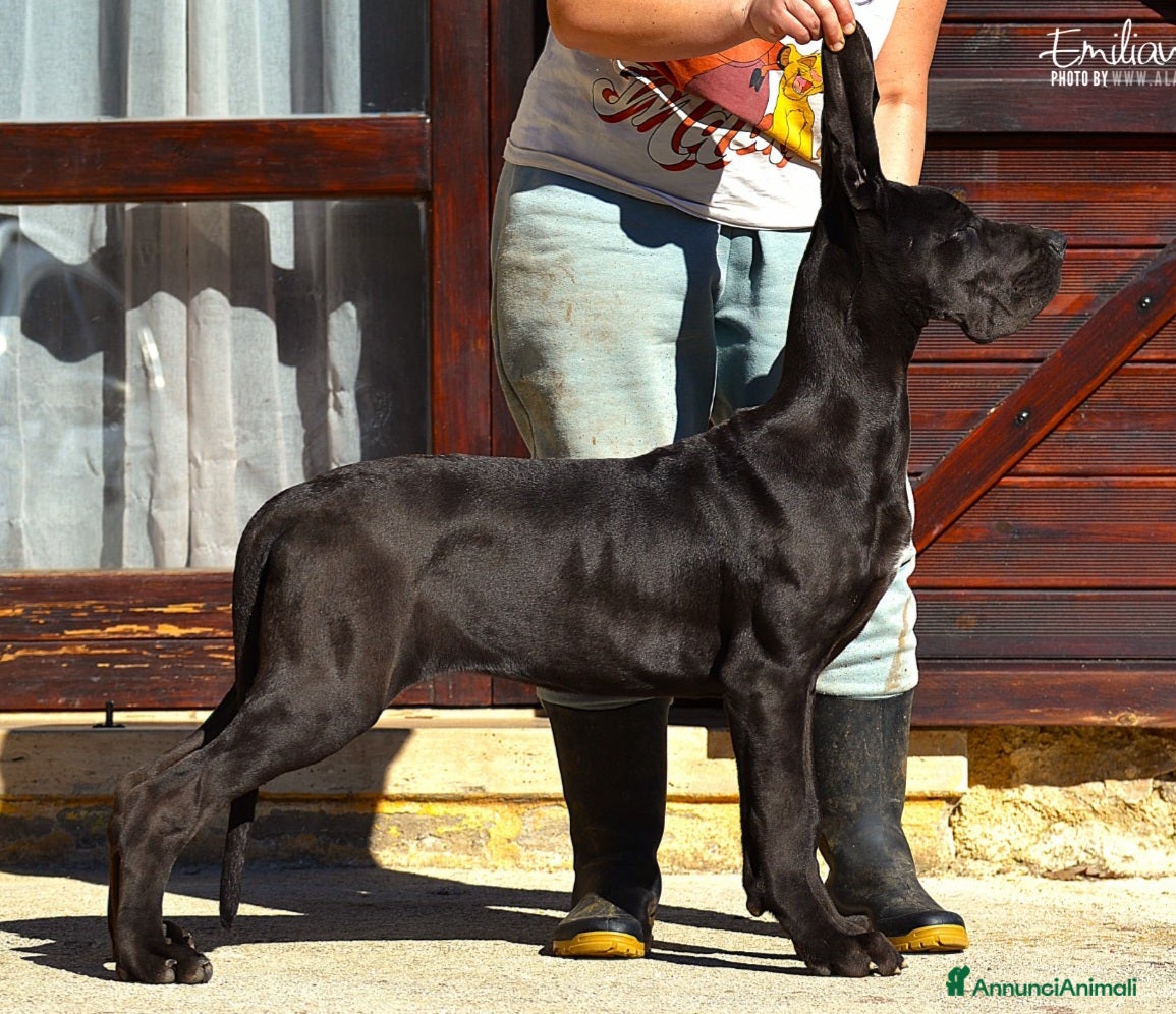 Alano cani Femmina Nera Alano - Annuncio 4