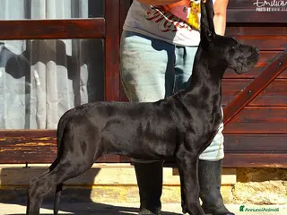 Alano cani Femmina Nera Alano - Annuncio 4