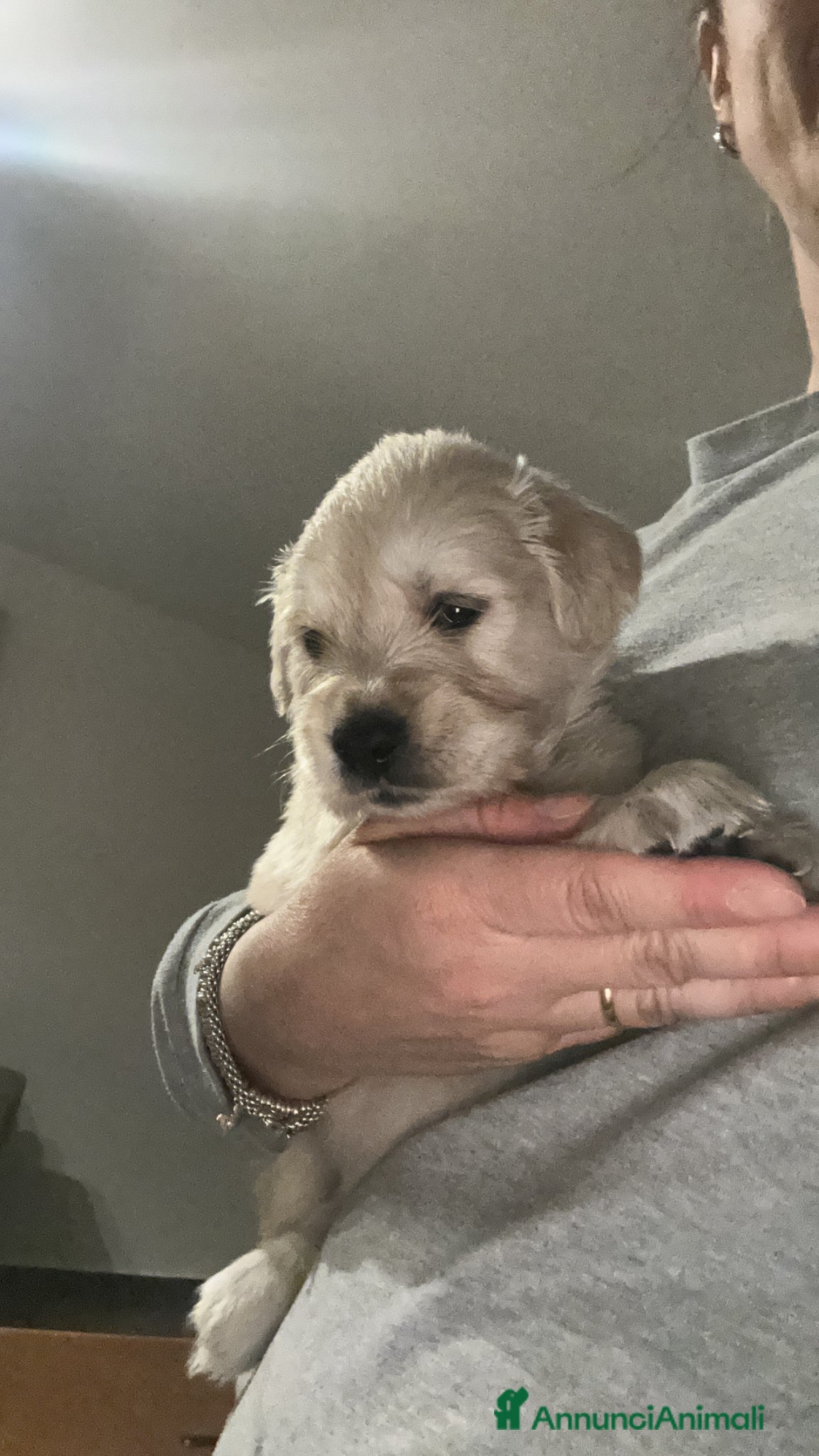 Golden Retriever Cucciolo 5