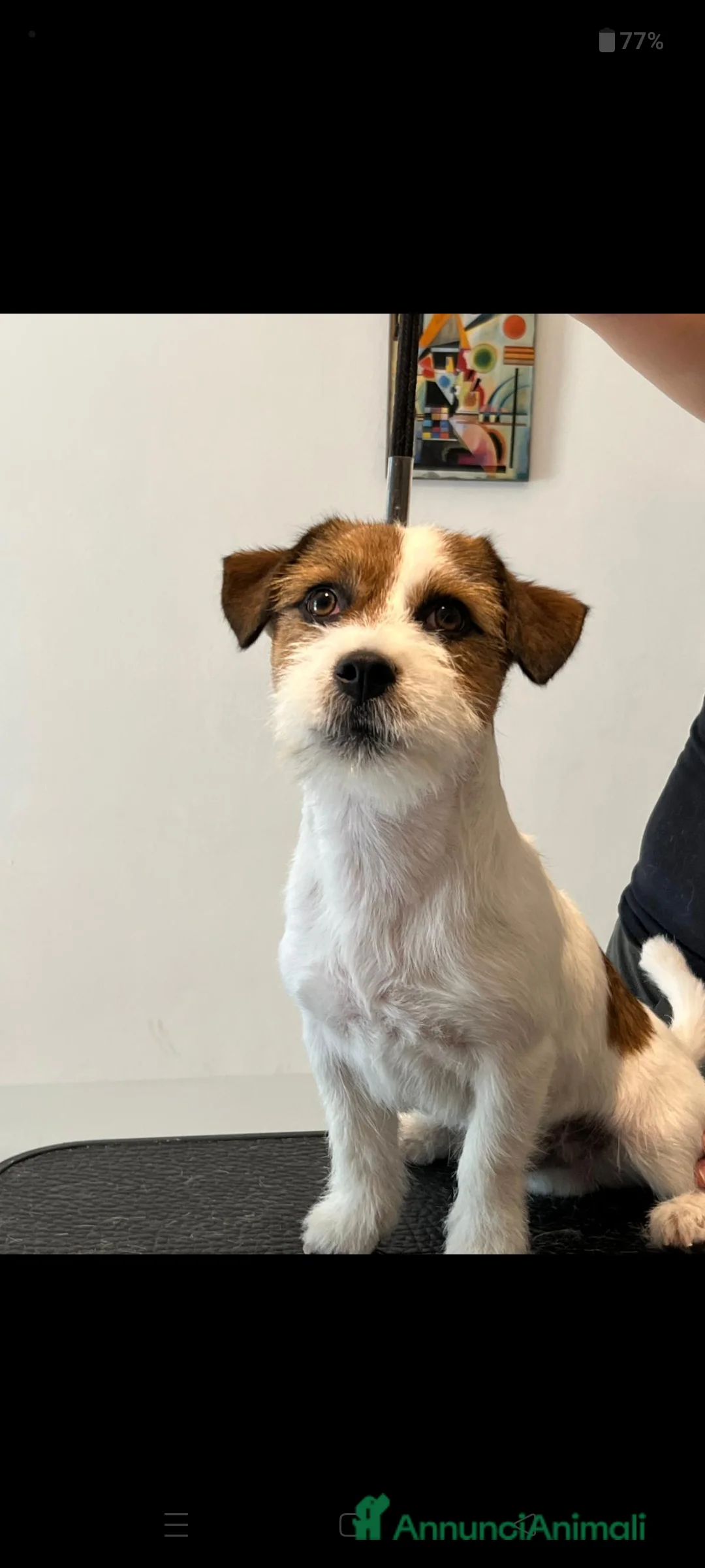 Jack Russell cani in vendita: Femmina di Jack Russel  - Annuncio 3