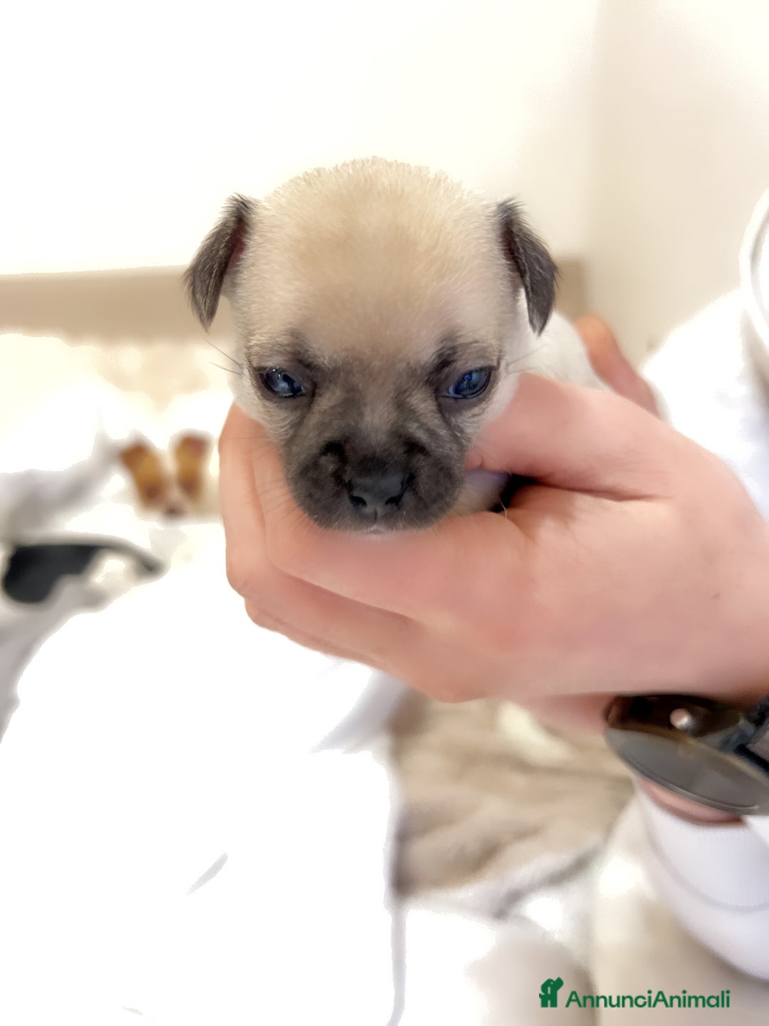 Chihuahua cani in vendita: Chihuahua  - Annuncio 2