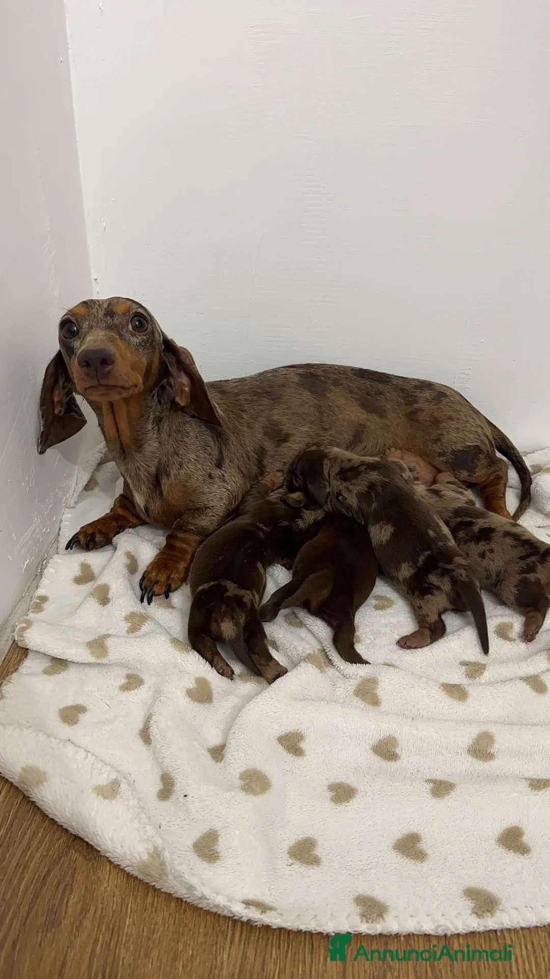Bassotto cani in vendita: Disponibili cuccioli di bassotti  - Annuncio 2