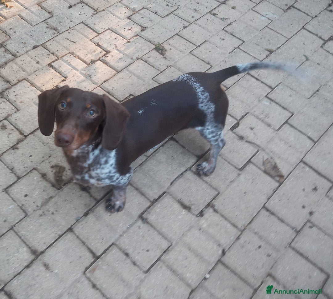 Bassotto cani per accoppiamento: Bassotto piebadl - Annuncio 7