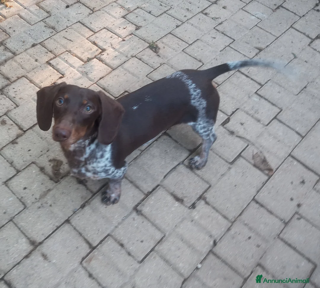 Bassotto cani per accoppiamento: Bassotto piebadl - Annuncio 7