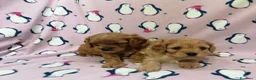 Cavapoo cani in vendita: Cavapoo cuccioli - Annuncio 13