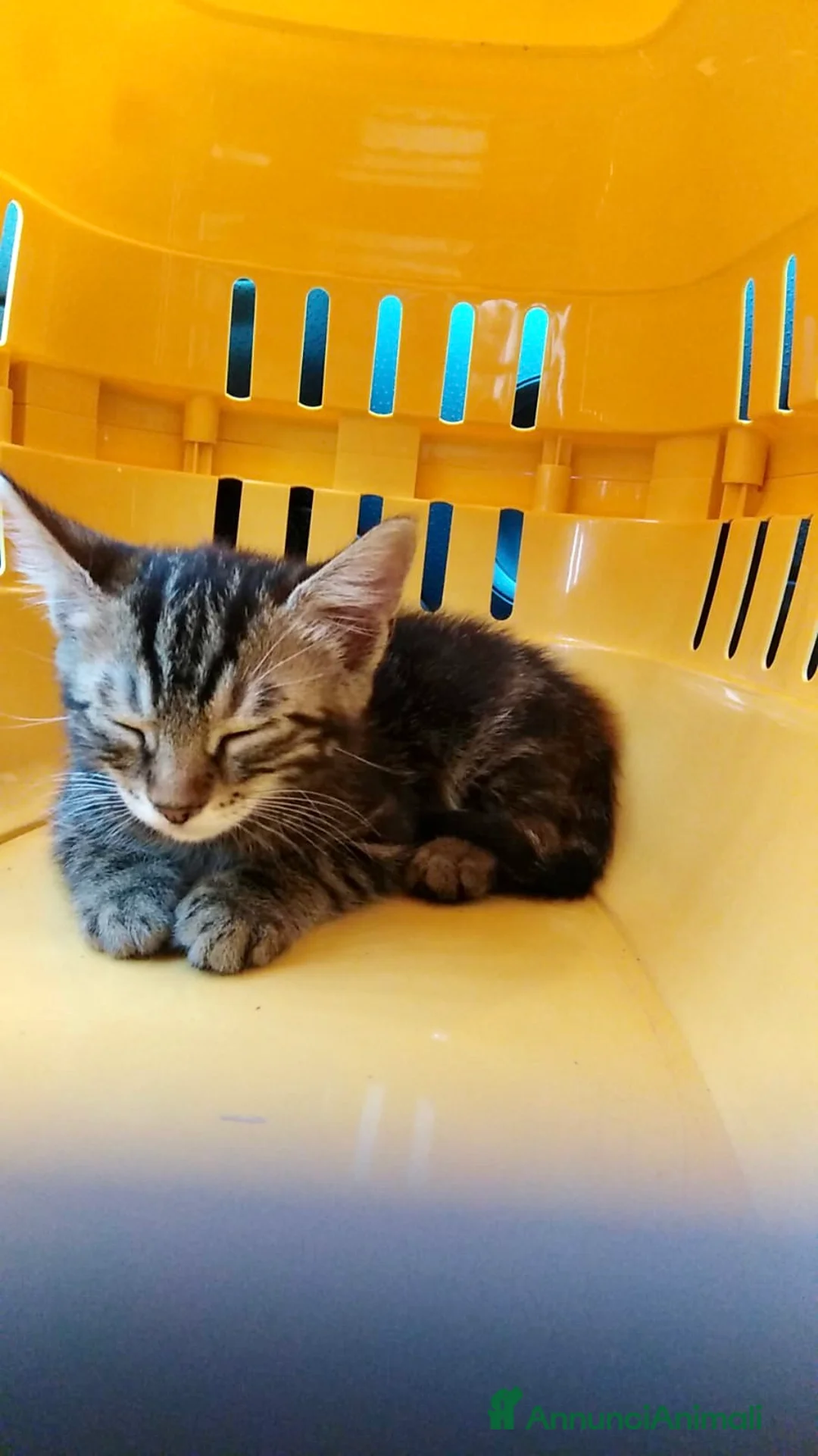 Europeo gatti in regalo: Gatto maschio adulto (sterilizzato) - Annuncio 33