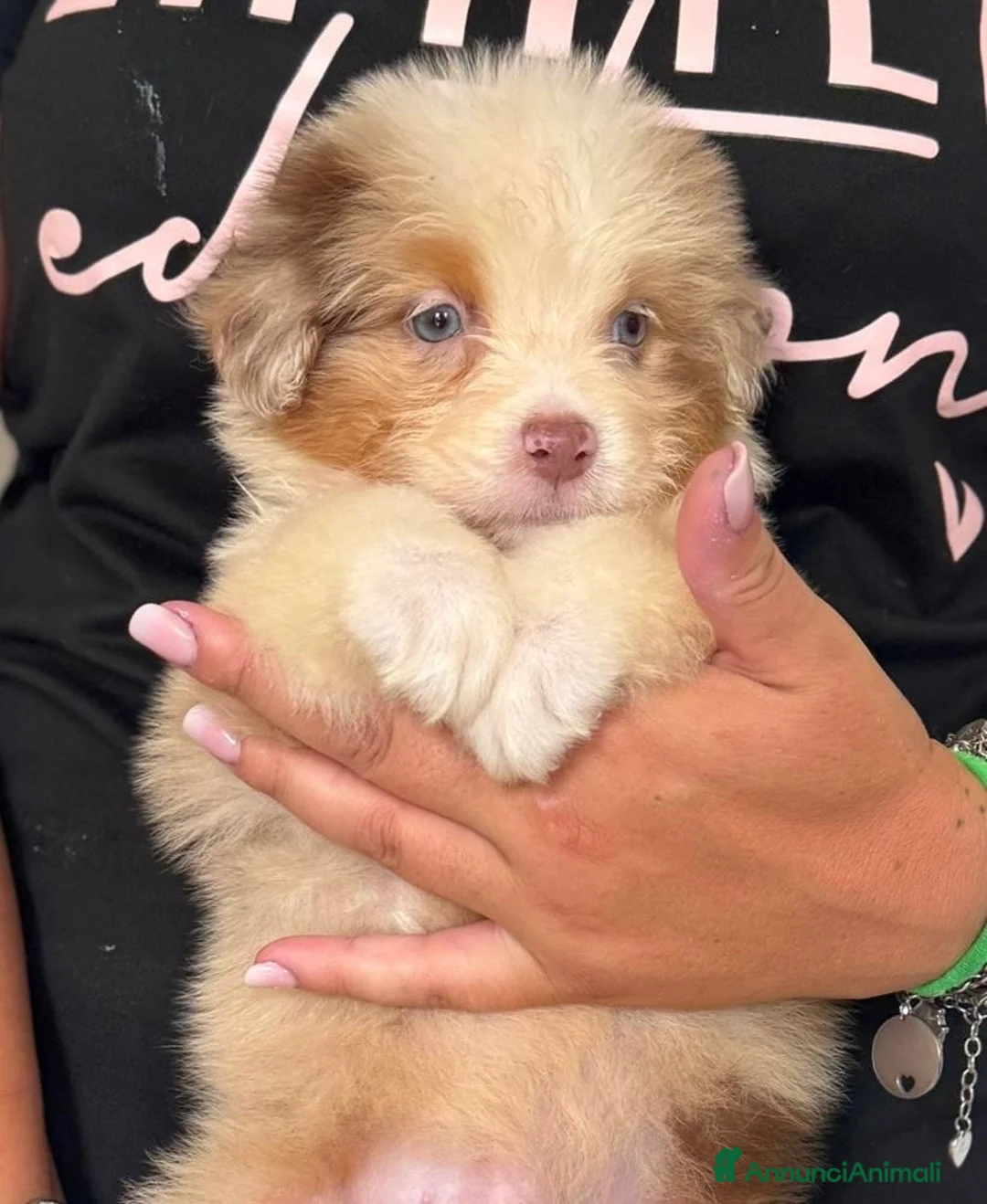 Australian Shepherd cani in vendita: Cuccioli pastore australiano  a Città metropolitana di Roma Capitale - Annuncio 5