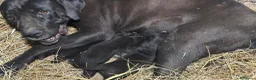 Cane Corso cani in vendita: Cuccioli neri di Cane Corso - Annuncio 7
