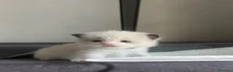 Ragdoll gatti in vendita: Straordinari cuccioli ragdoll a Provincia di Monza e della Brianza - Annuncio 6