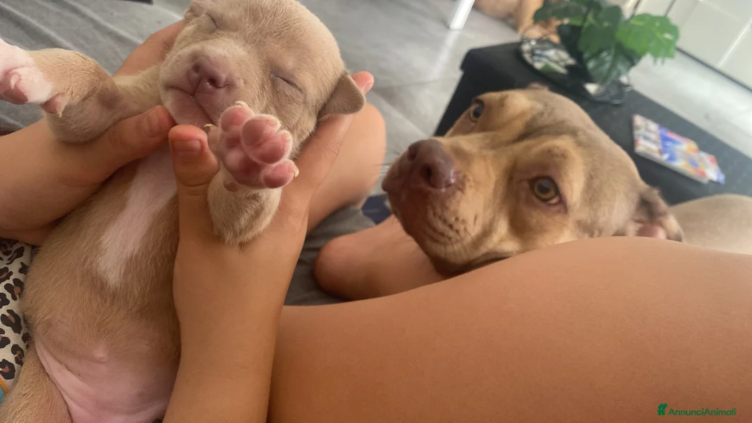 Pitbull cani in vendita: Cuccioli American Pitbull UKC con Pedigree  - Annuncio 10