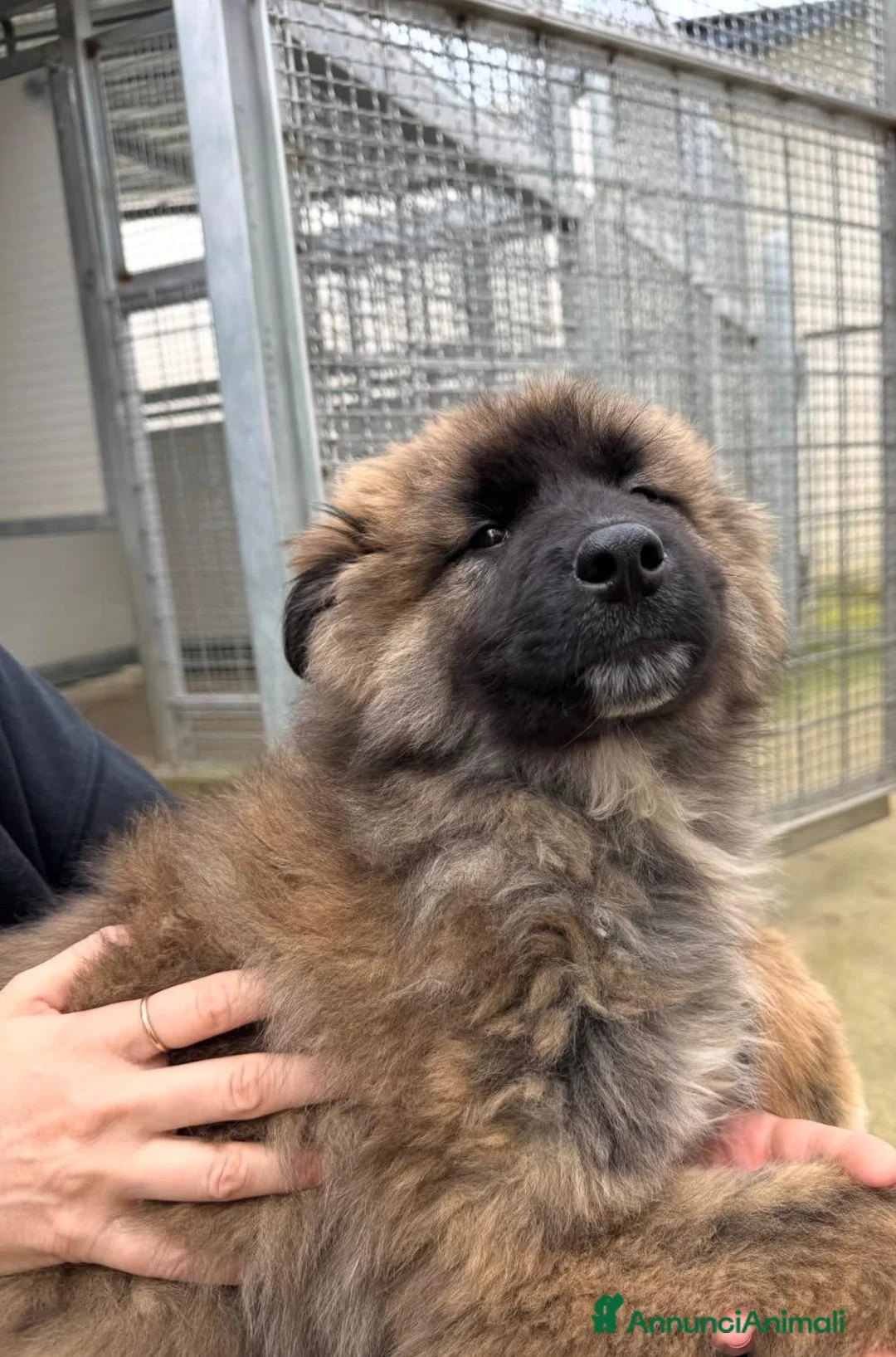 Meticcio cani in regalo: Bobby: 4 mesi taglia grande  - Annuncio 14