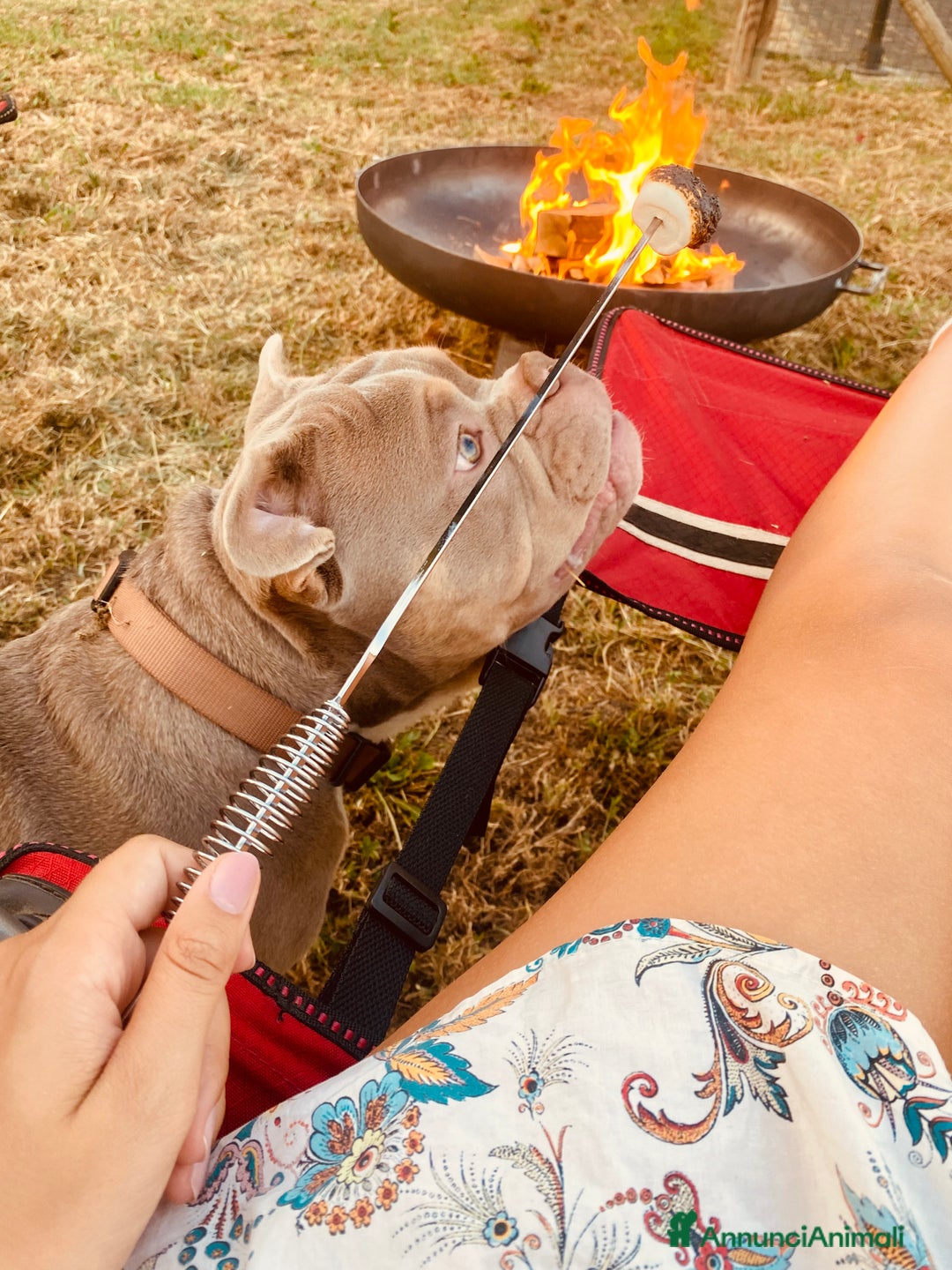 Altre razze cani in regalo: cane di nome Tyson - Annuncio 3