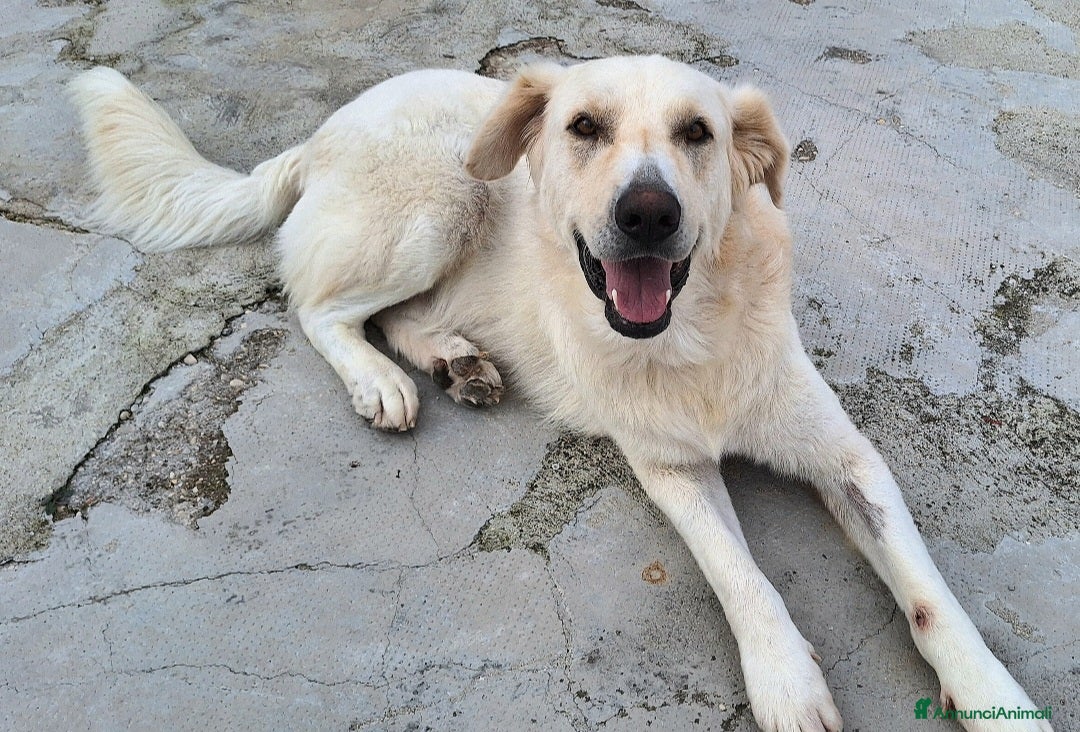 Meticcio cani in regalo: Noè 1 anno taglia grande  - Annuncio 6