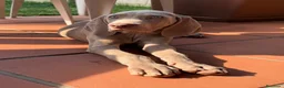 Weimaraner cani in vendita: Cuccioli Weimaraner  - Annuncio 4