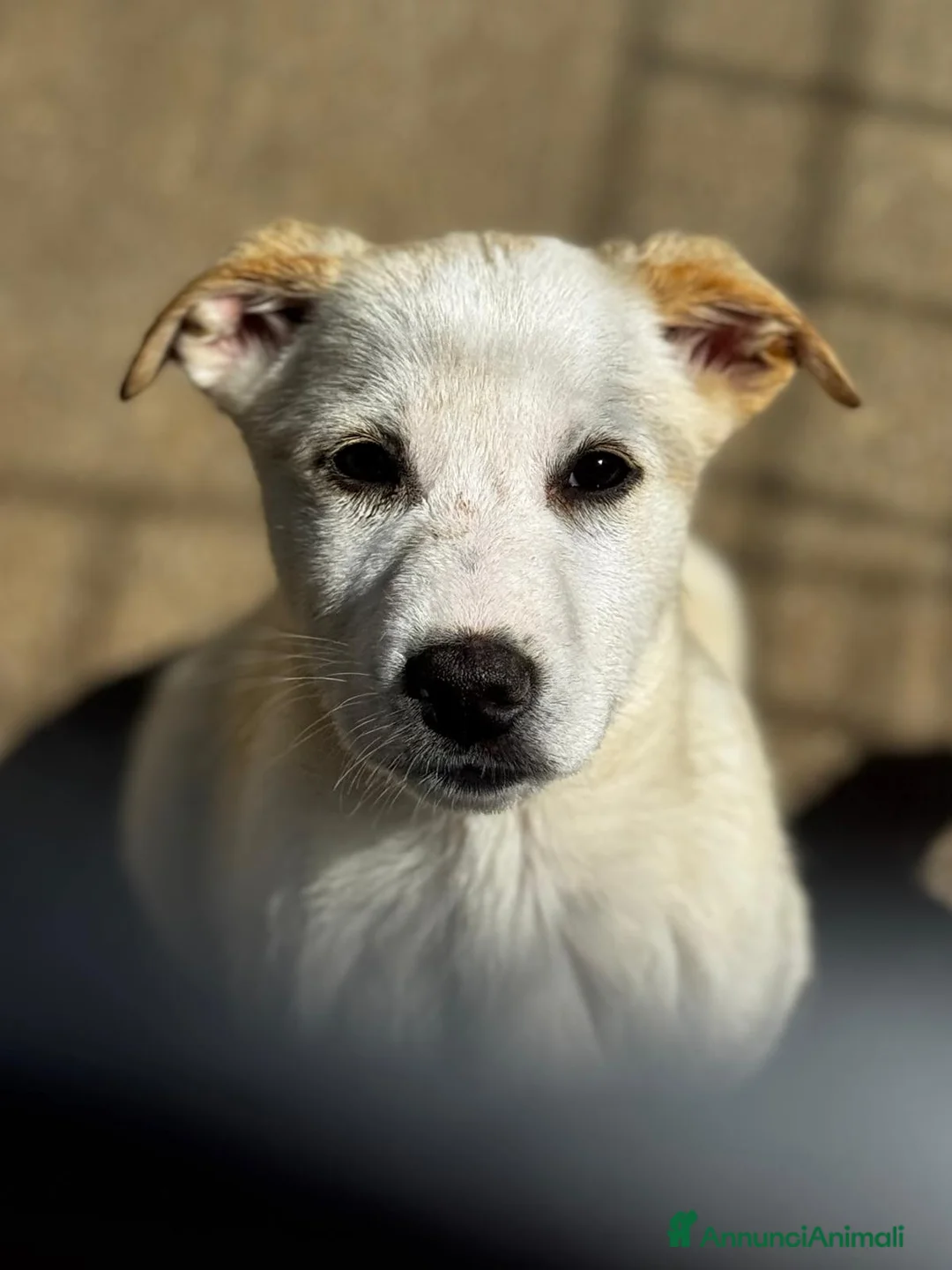 Meticcio cani in regalo: Leo cucciolo meticcio simil labrador  a Città Metropolitana di Bologna - Annuncio 2