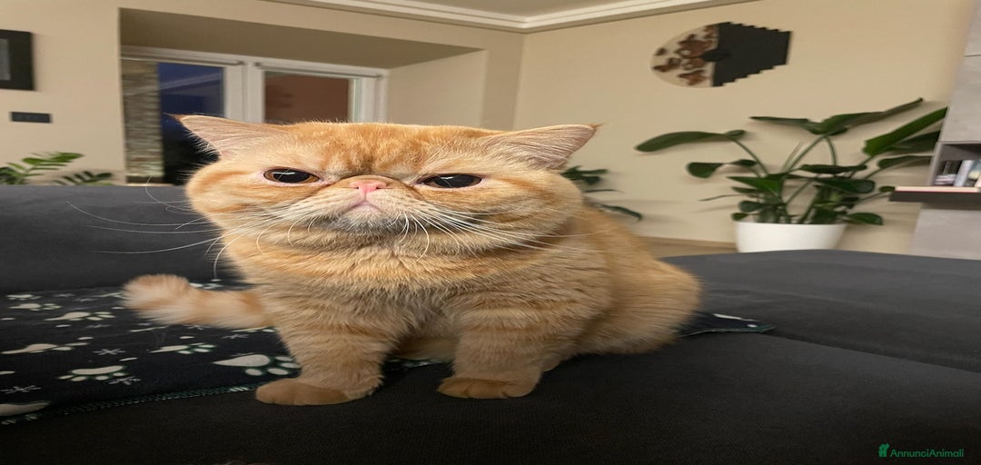 Immagine della galleria {{count}}