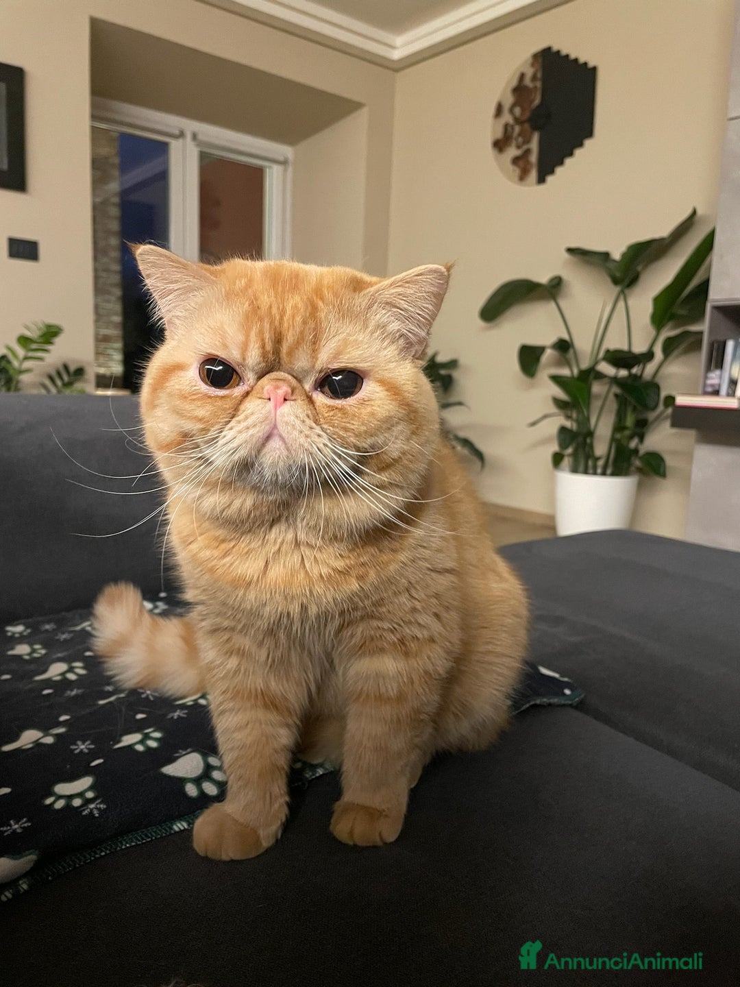 Immagine della galleria {{count}}