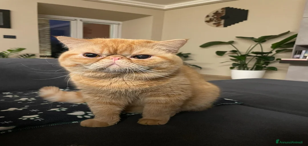 Immagine della galleria {{count}}