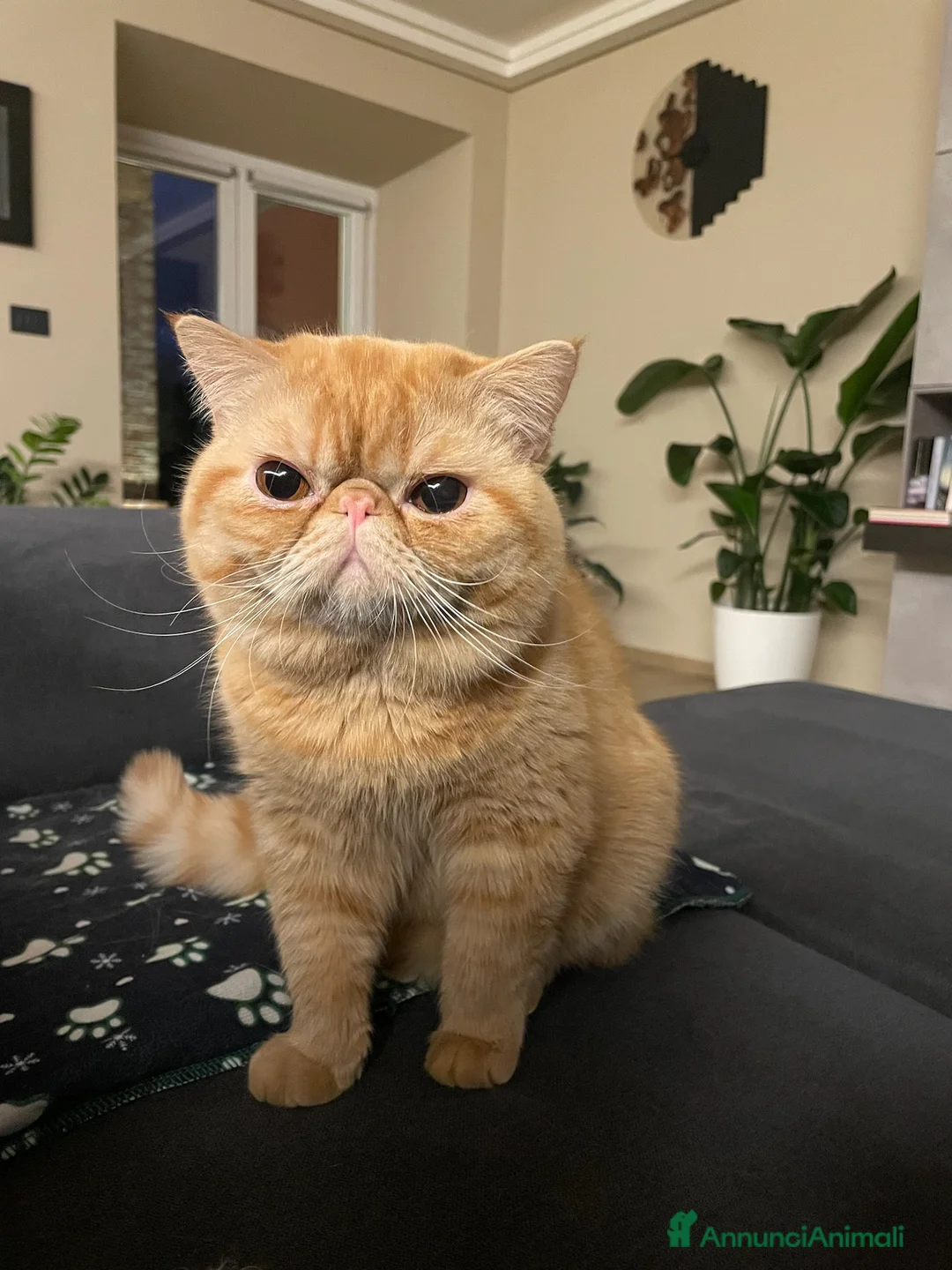 Immagine della galleria {{count}}