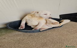 Meticcio cani in regalo: Consuelo: adozione del cuore o stallo  a Città Metropolitana di Genova - Immagine 7